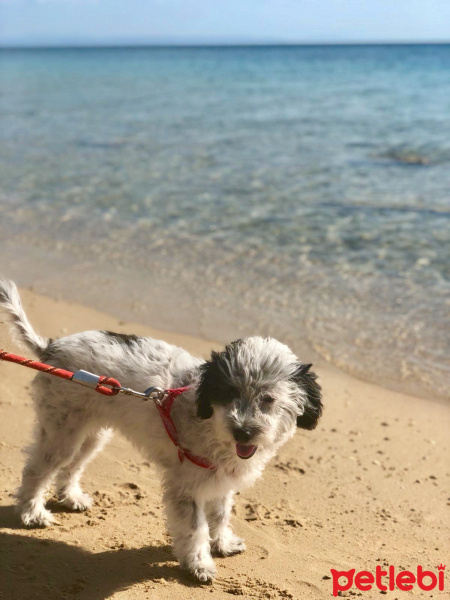 Norfolk Terrier, Köpek  MORFY fotoğrafı