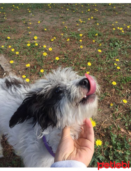 Norfolk Terrier, Köpek  MORFY fotoğrafı