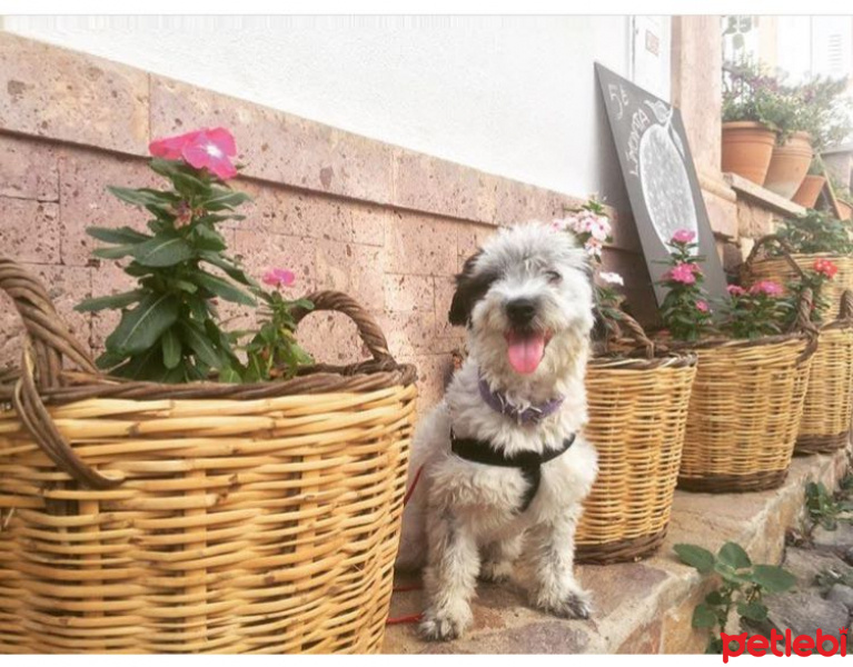 Norfolk Terrier, Köpek  MORFY fotoğrafı