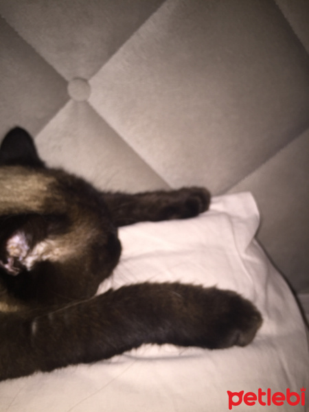 Colorpoint Shorthair, Kedi  Minnak fotoğrafı