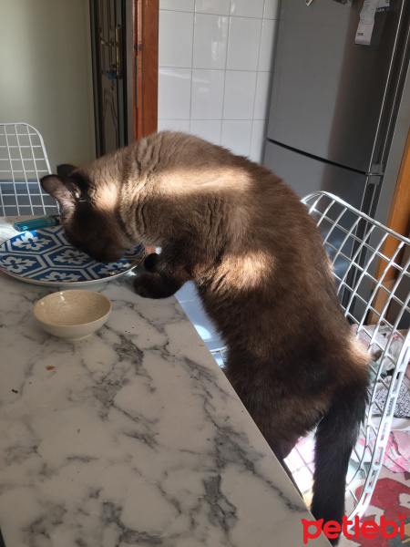 Colorpoint Shorthair, Kedi  Minnak fotoğrafı