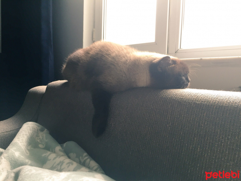 Colorpoint Shorthair, Kedi  Minnak fotoğrafı