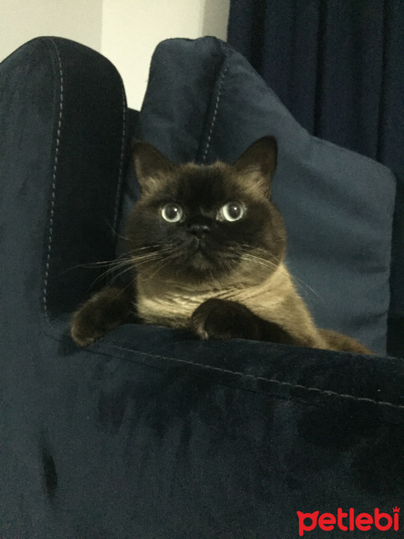 Colorpoint Shorthair, Kedi  Minnak fotoğrafı