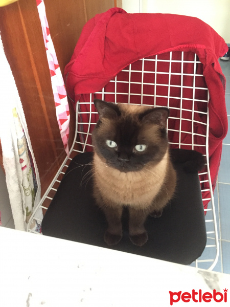 Colorpoint Shorthair, Kedi  Minnak fotoğrafı
