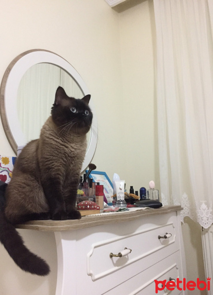 Colorpoint Shorthair, Kedi  Minnak fotoğrafı