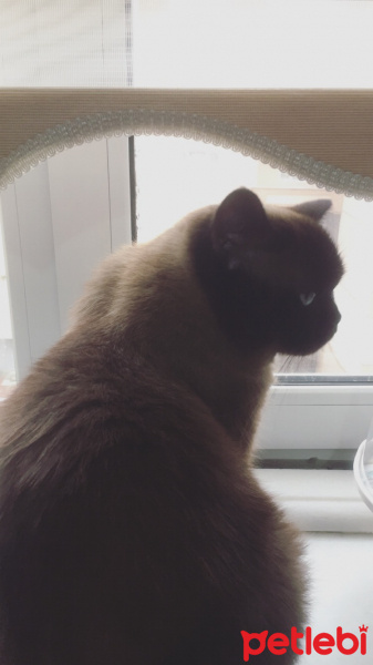 Colorpoint Shorthair, Kedi  Minnak fotoğrafı