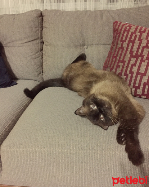 Colorpoint Shorthair, Kedi  Minnak fotoğrafı