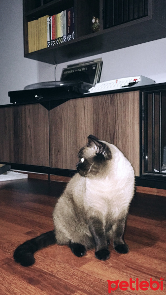 Colorpoint Shorthair, Kedi  Minnak fotoğrafı