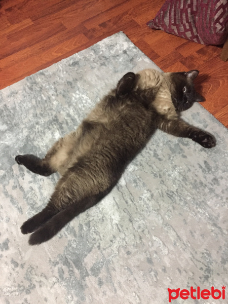 Colorpoint Shorthair, Kedi  Minnak fotoğrafı