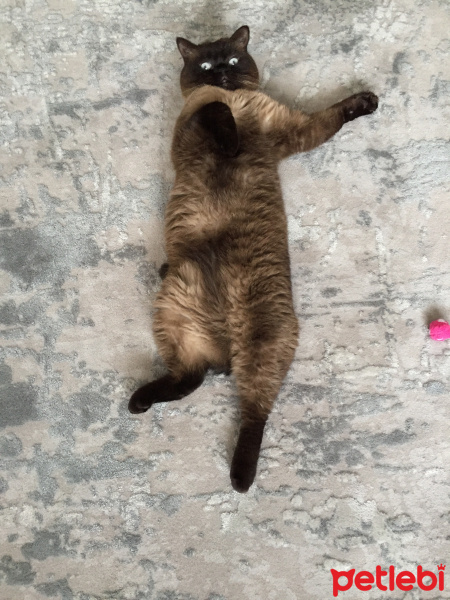 Colorpoint Shorthair, Kedi  Minnak fotoğrafı
