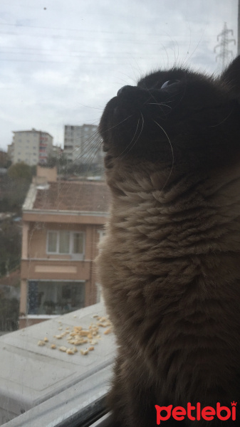Colorpoint Shorthair, Kedi  Minnak fotoğrafı