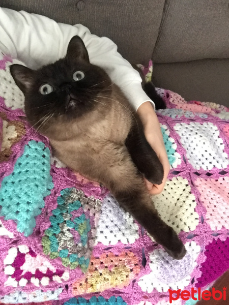 Colorpoint Shorthair, Kedi  Minnak fotoğrafı