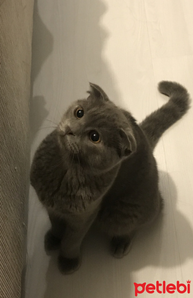Scottish Fold, Kedi  Boyy fotoğrafı