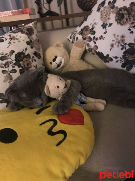 Scottish Fold, Kedi  Boyy fotoğrafı