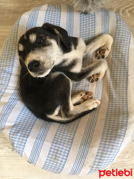 Rottweiler, Köpek  Hera fotoğrafı