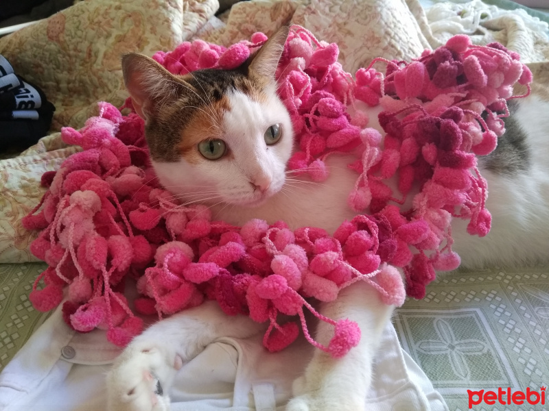 Tekir Kedi, Kedi  Şanslı fotoğrafı