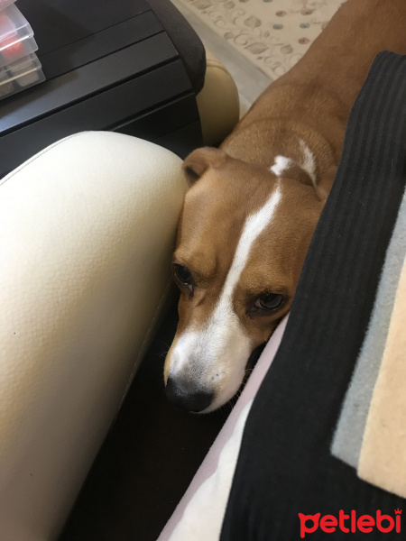 Beagle, Köpek  Tarçın fotoğrafı