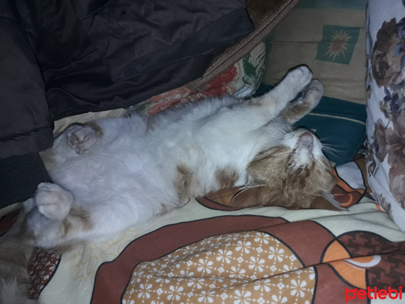 Abyssinian, Kedi  Badem fotoğrafı