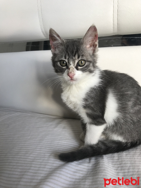Tekir Kedi, Kedi  Elio fotoğrafı