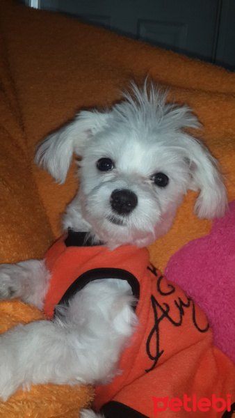 Maltese, Köpek  Lokum fotoğrafı