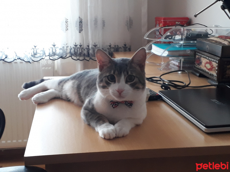 Tekir Kedi, Kedi  Boncuk fotoğrafı