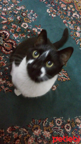 Tuxedo (Smokin) Kedi, Kedi  Sosa fotoğrafı