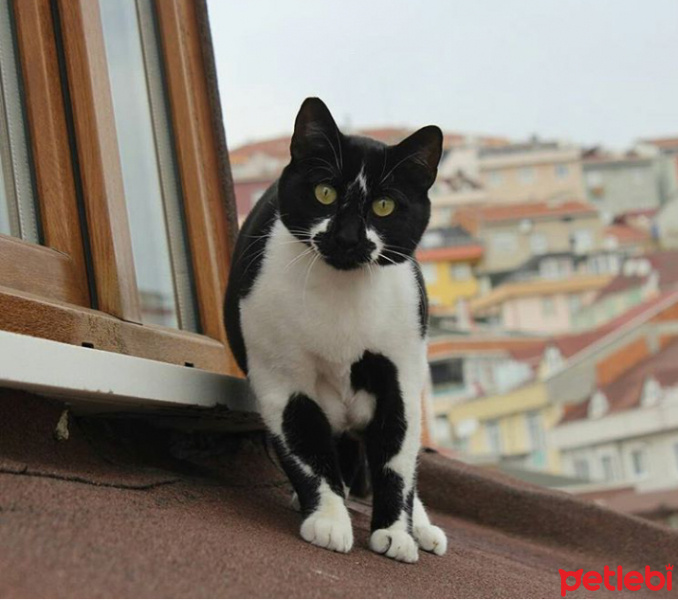 Tuxedo (Smokin) Kedi, Kedi  Sosa fotoğrafı