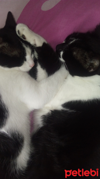 Tuxedo (Smokin) Kedi, Kedi  Sosa fotoğrafı