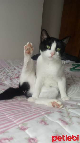 Tuxedo (Smokin) Kedi, Kedi  Sosa fotoğrafı