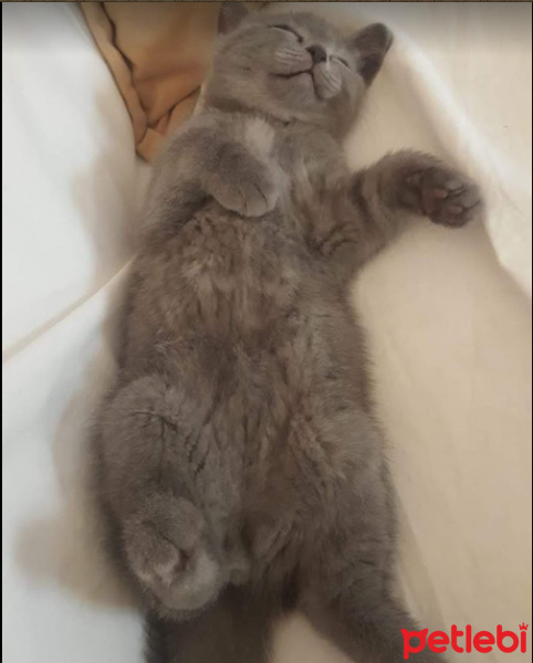 British Shorthair, Kedi  Dobby fotoğrafı