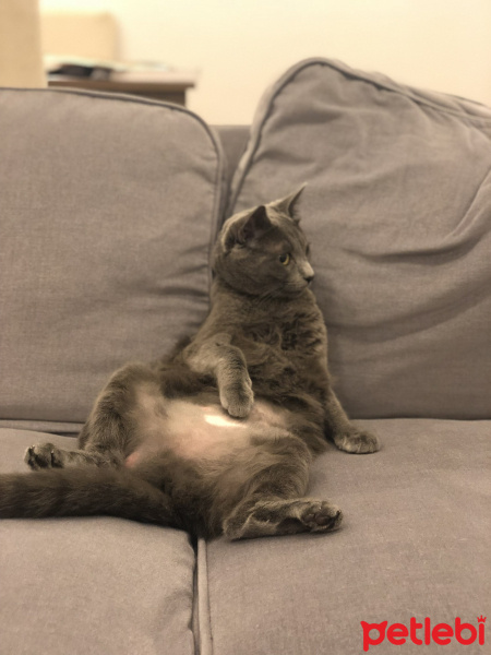 Mavi Rus, Kedi  Jöle fotoğrafı