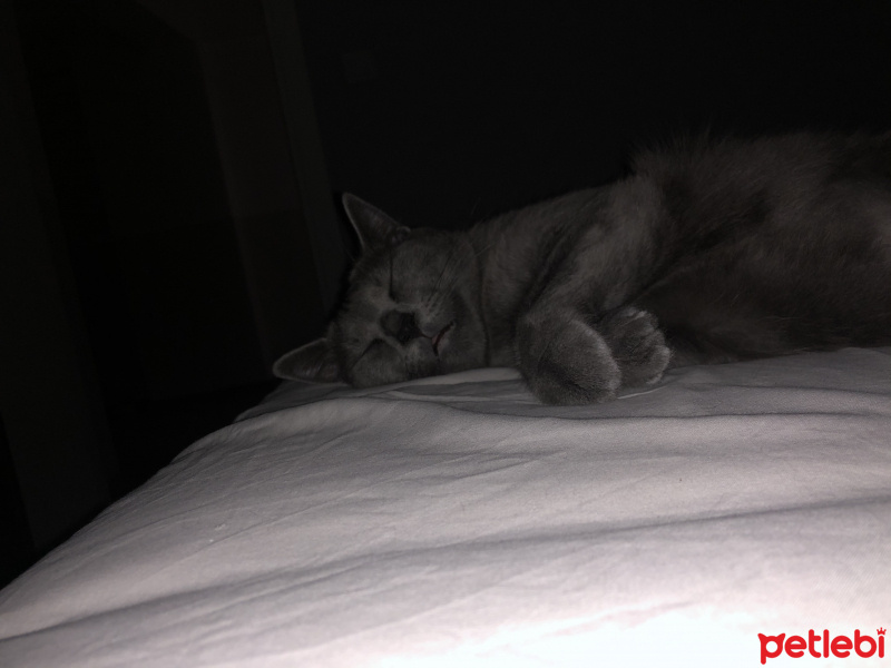 Mavi Rus, Kedi  Jöle fotoğrafı