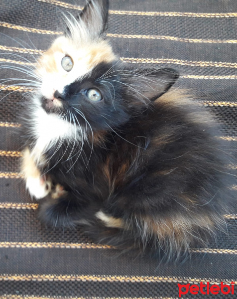 Norwegian Forest, Kedi  Mayo fotoğrafı