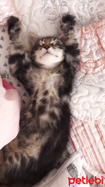 Sibirya Kedisi, Kedi  Zilloş fotoğrafı