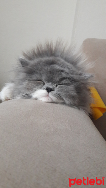 Sibirya Kedisi, Kedi  Zilloş fotoğrafı