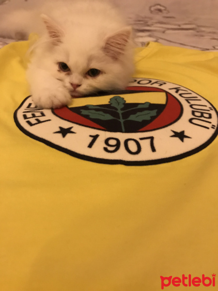 İran Kedisi (Persian), Kedi  Loliş fotoğrafı