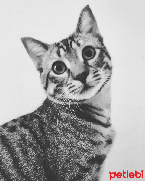 Tekir Kedi, Kedi  Bambam fotoğrafı