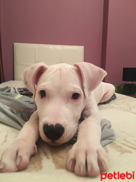 Dogo Arjantin, Köpek  Arya fotoğrafı