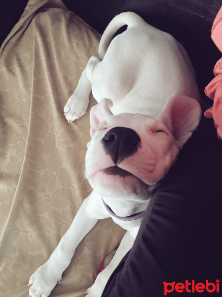 Dogo Arjantin, Köpek  Arya fotoğrafı