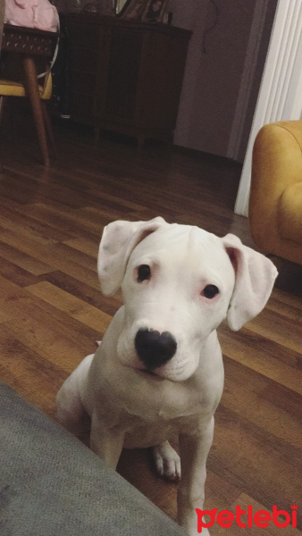Dogo Arjantin, Köpek  Arya fotoğrafı