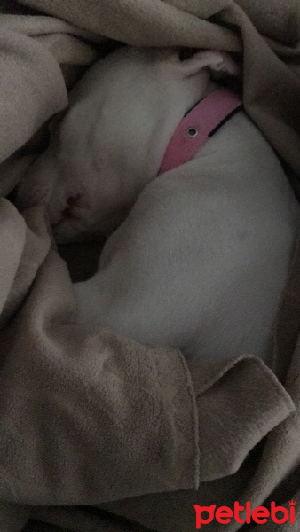 Dogo Arjantin, Köpek  Arya fotoğrafı