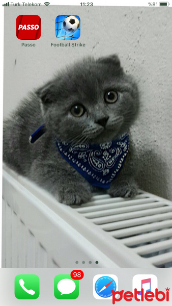 Scottish Fold, Kedi  Afrodit fotoğrafı