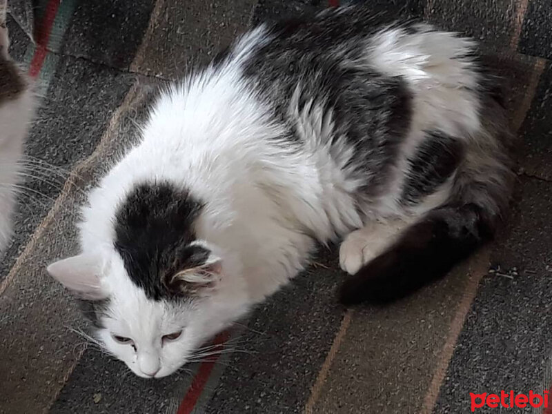 American Curl, Kedi  ponçik fotoğrafı