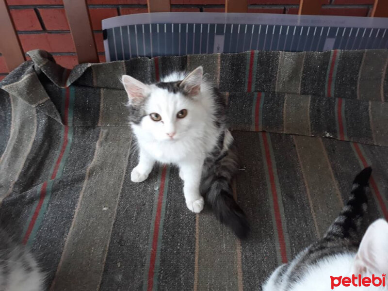 American Curl, Kedi  ponçik fotoğrafı