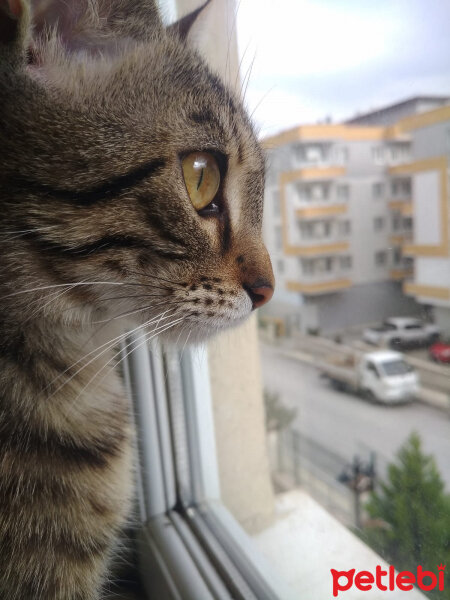 Tekir Kedi, Kedi  Aura fotoğrafı