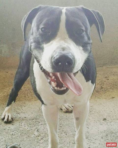 Amerikan Staffordshire Terrier, Köpek  Hulk fotoğrafı
