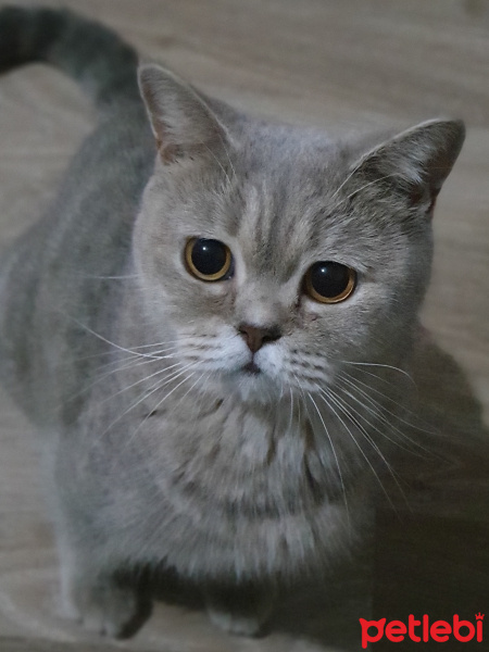 Scottish Fold, Kedi  Zula fotoğrafı