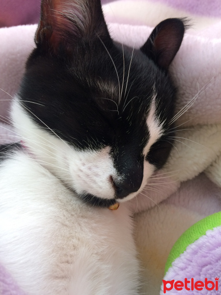 Tekir Kedi, Kedi  Smokin fotoğrafı