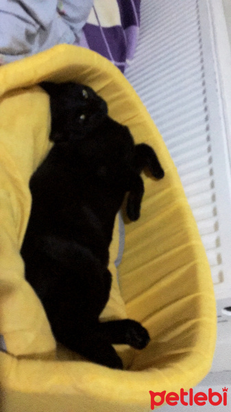 Bombay, Kedi  Soda fotoğrafı