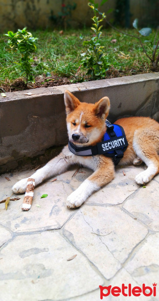 Akita İnu, Köpek  Mika fotoğrafı